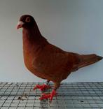 Kleurpostduif kleurpostduiven postduif kleurduif sierduif, Dieren en Toebehoren, Vogels | Duiven, Mannelijk, Postduif