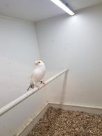 Te koop, Dieren en Toebehoren, Vogels | Kanaries, Mannelijk, Bastaard
