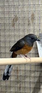 Schamalijster pop, Vrouwelijk, Geringd