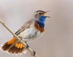 Te koop aangeboden koppel blauw borstjes correct geringd, Dieren en Toebehoren, Vogels | Overige Vogels, Meerdere dieren, Tropenvogel