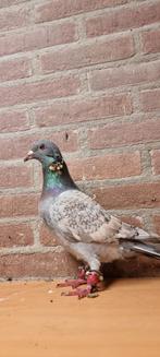 Een koppel, Dieren en Toebehoren, Vogels | Duiven, Meerdere dieren, Overige soorten