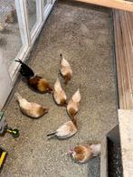 Hollandse kriel, Meerdere dieren, Kip