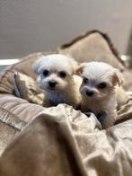 Maltipo pups, Dieren en Toebehoren, Poedel, 8 tot 15 weken, Parvo, Meerdere