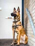 Mechelse Herder, Dieren en Toebehoren, Honden | Herdershonden en Veedrijvers, 6 jaar of ouder, Rabiës (hondsdolheid), Teef, Eén hond
