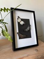 Vlinderlijst - Handgemaakt, Minder dan 50 cm, Ophalen of Verzenden, Zo goed als nieuw, Minder dan 50 cm