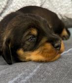 standaard ruwharige teckel pups met stamboom, Dieren en Toebehoren, Standaard, CDV (hondenziekte), 8 tot 15 weken, Meerdere