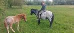 Nmprs appaloosa fewspot betuigde merrie met veulen, Dieren en Toebehoren, Merrie, Gechipt, A pony (tot 1.17m), 7 tot 10 jaar