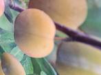 Aanbieding vele soorten pruimenboom pruimenboompjes pruimbom, Tuin en Terras, Planten | Fruitbomen, Pruimenboom, Lente, 100 tot 250 cm