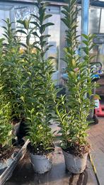 Euonymus Green Spire 20/30 cm en 30/40 cm €1,00, Ophalen, Overige soorten, Minder dan 100 cm
