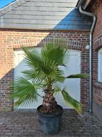 PALMBOMEN, OLIJFBOMEN & ANDERE MEDITERRANE BOMEN EN PLANTEN, 100 tot 250 cm, Zomer, Palmboom, Ophalen