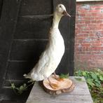 Nieuw opgezette loopeend, Ophalen of Verzenden