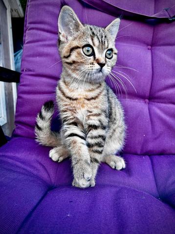 Britse Korthaar kittens mooie kleur mannetje beschikbaar voor biedingen