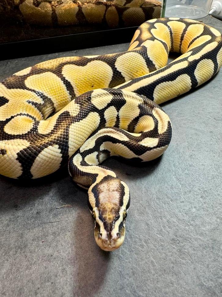 Desert ghost pastel het piebald man Python Regius BallPython