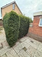 Taxus haag - taxus baccata, Ophalen, Taxus