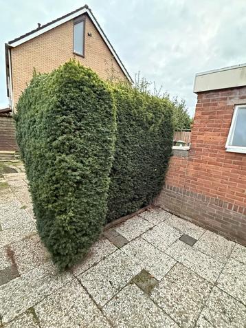 Taxus haag - taxus baccata beschikbaar voor biedingen