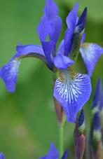 Blauwe iris, Tuin en Terras, Planten | Tuinplanten, Ophalen of Verzenden, Zomer, Vaste plant, Volle zon