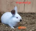 Lotharinger baby konijntjes (2x), Dieren en Toebehoren, Konijnen, Meerdere dieren