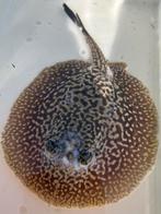 Potamotrygon pied, Dieren en Toebehoren, Vis