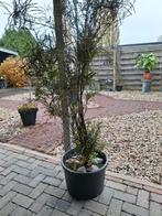 Frangula boom/plant, Tuin en Terras, Planten | Bomen, Ophalen of Verzenden, Bloeit niet, Volle zon, Overige soorten