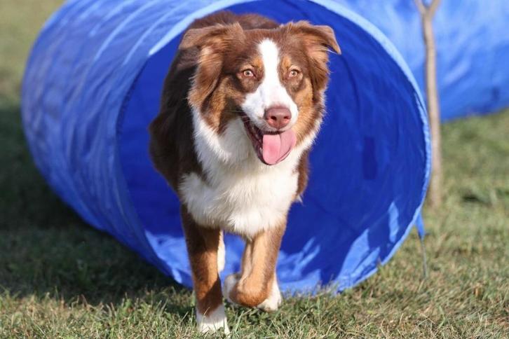 Agility Tunnel Training Hondensport Hondentraining Honden, Dieren en Toebehoren, Honden-accessoires, Nieuw, Ophalen of Verzenden