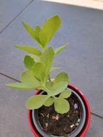 Sedum, Tuin en Terras, Planten | Tuinplanten, Ophalen, Zomer, Overige soorten, Volle zon