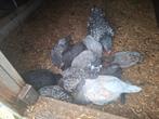 Haantjes en hennetjes te koop, Dieren en Toebehoren, Pluimvee, Meerdere dieren, Kip