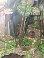 Algeneter te koop., Ophalen of Verzenden, Plant(en), Steen of Hout