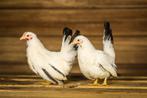 Chabo krielkip | Jonge, kleine kippen | Passend advies!, Dieren en Toebehoren, Pluimvee, Vrouwelijk, Kip
