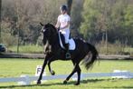 Instructeur dressuur, springen, longeren voltige en meer!, Diensten en Vakmensen, Dieren | Paarden | Verzorging, Oppas en Les