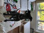 Maatje gezocht  voor mijn westpointer puppy meisje, Ophalen, Nieuw
