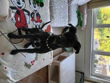  Maatje gezocht  voor mijn westpointer puppy meisje  beschikbaar voor biedingen