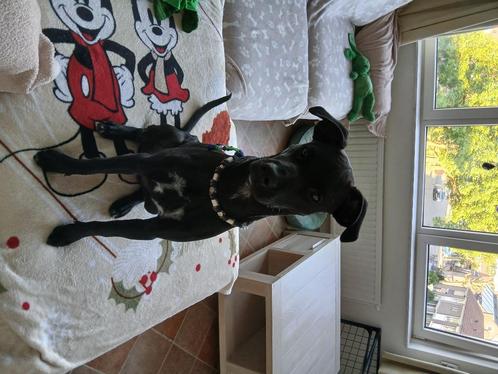 Maatje gezocht  voor mijn westpointer puppy meisje, Dieren en Toebehoren, Honden-accessoires, Nieuw, Ophalen
