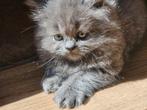 Grijze Perzische kater kitten 9 weken oud, Dieren en Toebehoren, Katten en Kittens | Raskatten | Langhaar, Kater, 0 tot 2 jaar