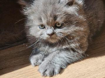 Grijze Perzische kater kitten 11 weken oud
 beschikbaar voor biedingen