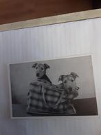 TWEE HONDJES IN TAS  1959, 1940 tot 1960, Ophalen of Verzenden