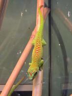 Phelsuma Grandis Daggekko (high red), Slang, 0 tot 2 jaar