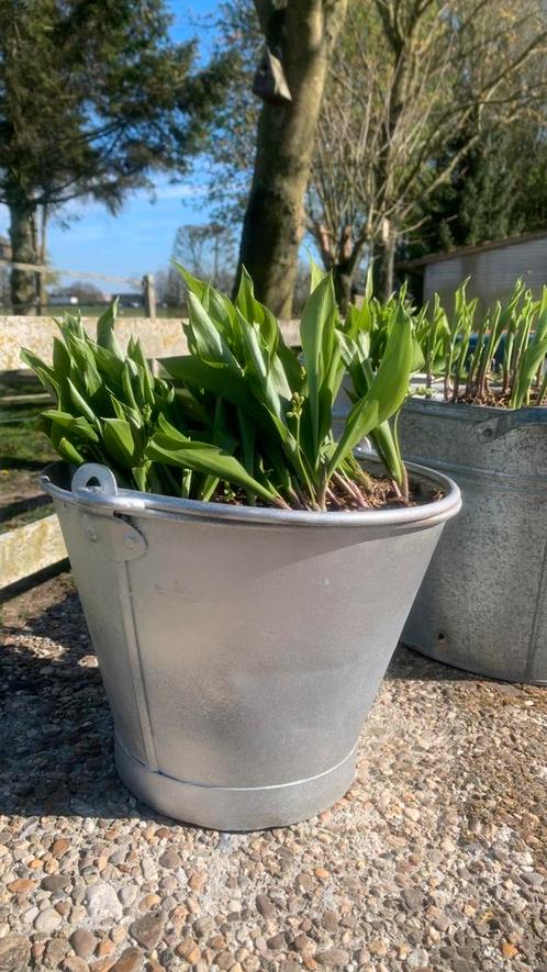 Lelietjes van Dalen, Tuin en Terras, Bloembakken en Plantenbakken, Zo goed als nieuw, Hout, Tuin, Minder dan 30 cm, Minder dan 60 cm