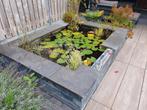 GRATIS af te halen: vijver met lelies en goudvissen, Tuin en Terras, Ophalen, Gebruikt