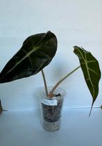 Alocasia Polly (7), Ophalen of Verzenden, Overige soorten, Minder dan 100 cm