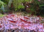 Rode Neocaridina garnalen, Dieren en Toebehoren, Vissen | Aquariumvissen, Kreeft, Krab of Garnaal
