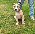 American bully XL, Parvo, 15 weken tot 1 jaar, Teef, Groot