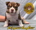 American bully tricolor choco abkc pedigree, Dieren en Toebehoren, België, Particulier, Rabiës (hondsdolheid), Overige rassen