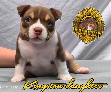 American bully tricolor choco abkc pedigree beschikbaar voor biedingen