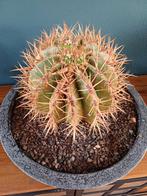 Cactus ferocactus stainesii, Huis en Inrichting, Kamerplanten, Ophalen, Cactus, Volle zon, Minder dan 100 cm