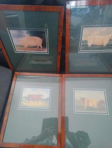 👉4 ingelijste platen, prenten? van koeien schaap en varken beschikbaar voor biedingen