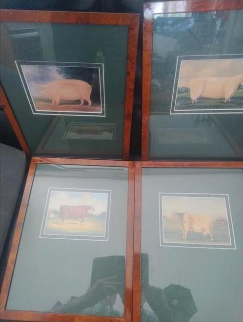 👉4 ingelijste platen, prenten? van koeien schaap en varken, Antiek en Kunst, Kunst | Litho's en Zeefdrukken, Ophalen of Verzenden