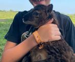 Oeps een lammetje (te koop), Dieren en Toebehoren, Schapen, Geiten en Varkens, Vrouwelijk, Schaap