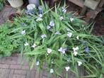 Eendagsbloem, Tradescantia andersoniana, Overige soorten, Vaste plant, Ophalen of Verzenden, Halfschaduw
