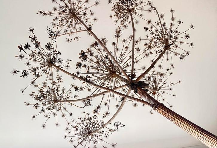 Gedroogde reuze berenklauw, Huis en Inrichting, Woonaccessoires | Droogbloemen, Nieuw, Ophalen