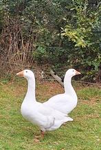 2 witte ganzen te koop, Dieren en Toebehoren, Mannelijk, Gans of Zwaan